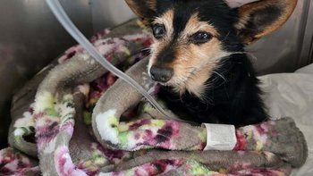 Zbiórka Walka z nowotworami - miniaturka zdjęcia