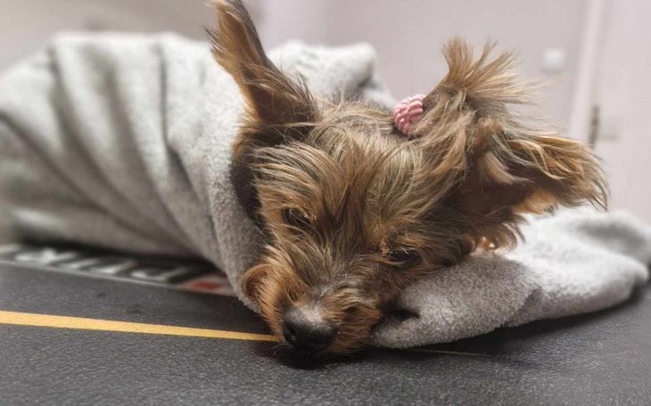 Zbiórka Ratowanie życia Wiki - zdjęcie główne