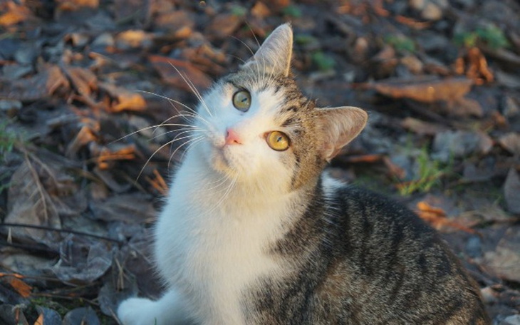 Zbiórka Zbiórka na weterynarza i leki - zdjęcie główne