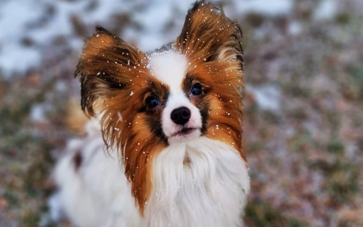 Pies rasy papillon na śniegu, z charakterystycznymi uszami i wesołym wyrazem.