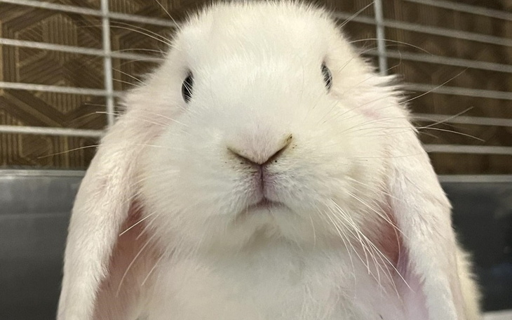 Biały królik z dużymi uszami, patrzący w obiektyw.