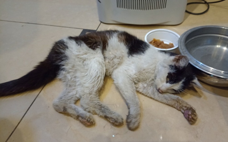 Zbiórka Inka potrzebuje leczenia - zdjęcie główne