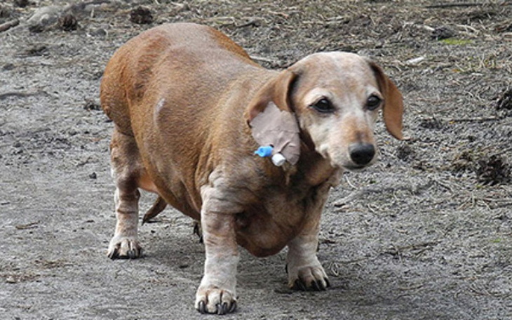 Dachshund z widocznymi problemami zdrowotnymi, spacerujący po ziemi.