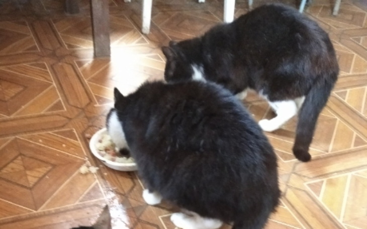 Zbiórka Koty 87-letniej pani Ireny - zdjęcie główne