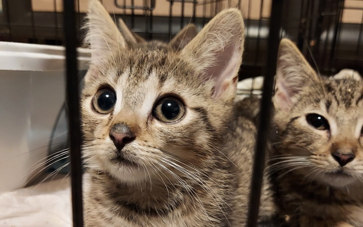 Zbiórka Na weta dla kociaków. - zdjęcie główne