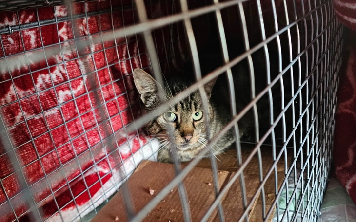 Zbiórka Leczenie dzikusa z nowotworem - zdjęcie główne