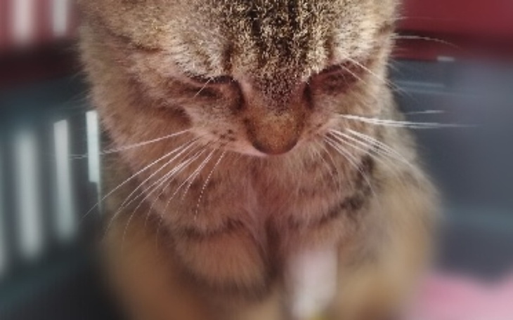 Zbiórka Pomoc i leczenie - zdjęcie główne