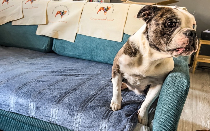 Zbiórka Mimi i Ekipa Bulldogów - zdjęcie główne