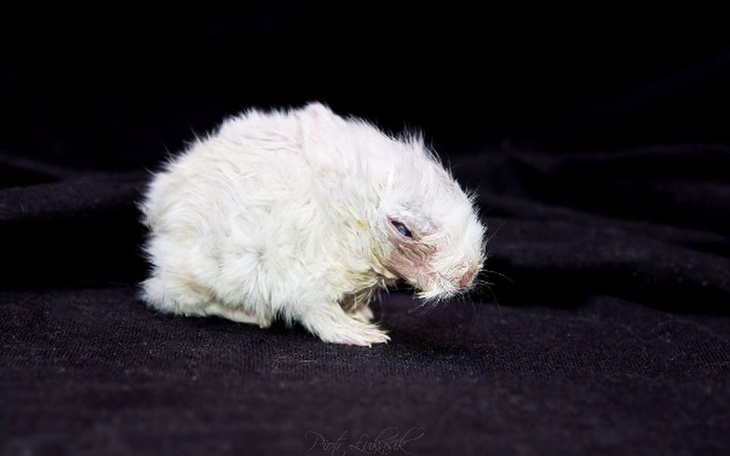 Zbiórka Oseski - zdjęcie główne