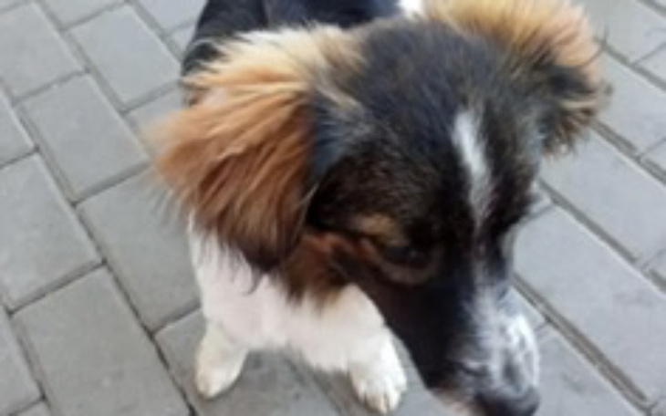 Zbiórka Na transport maleńkiego pieska - zdjęcie główne