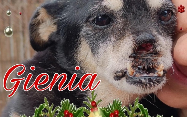 Zbiórka Mikołaj Pomaga - zdjęcie główne