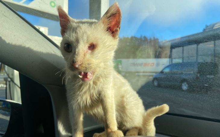 Kotek z uszkodzoną twarzą, siedzący w samochodzie.