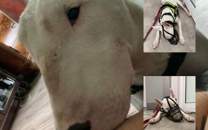 Zbiórka Ratunkowa operacja bulla Stasia - zdjęcie główne