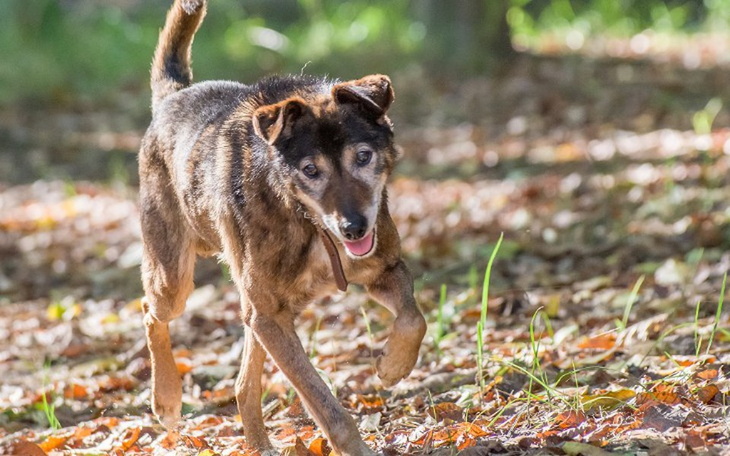 Zbiórka Stasiu na DT potrzebuje wsparcia - zdjęcie główne