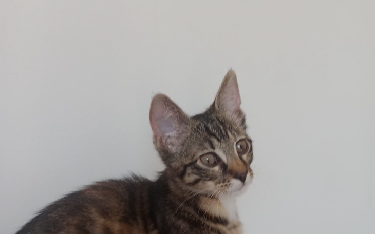 Zbiórka Dla Bezdomnych Kociaków.. - zdjęcie główne