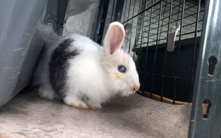 Zbiórka walczymy o Walkirię i Eivor - zdjęcie główne