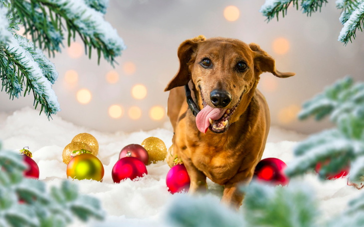 Zbiórka GWIAZDKA dla Bruna - zdjęcie główne