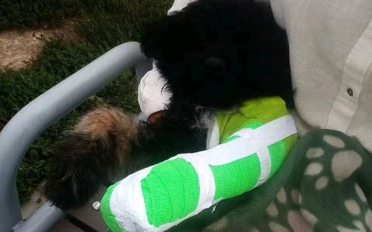 Pies z opatrunkiem na łapie, siedzący na kolanach.