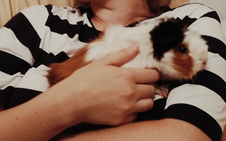 Zbiórka Leczenie świnki morskiej Zbysi - zdjęcie główne