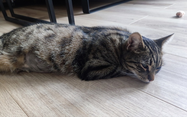 Zbiórka Pomóżmy Lokiemu wyzdrowieć - zdjęcie główne