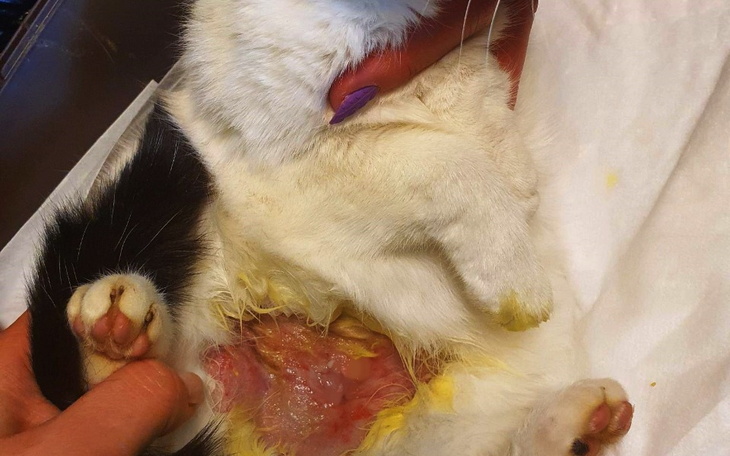 Zbiórka Bezdomna kotka z raną na brzuchu - zdjęcie główne