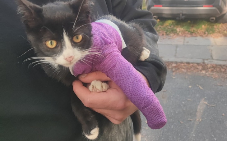 Zbiórka Operacja lapki kotka - zdjęcie główne