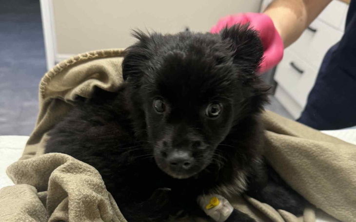 Mały czarny piesek owinięty w koc, wygląda na zaniepokojonego.