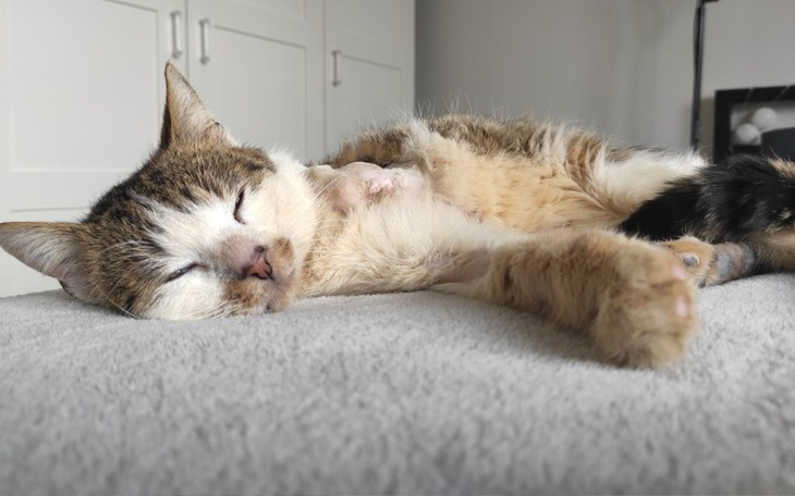 Zbiórka Dropsik i spółka - zdjęcie główne