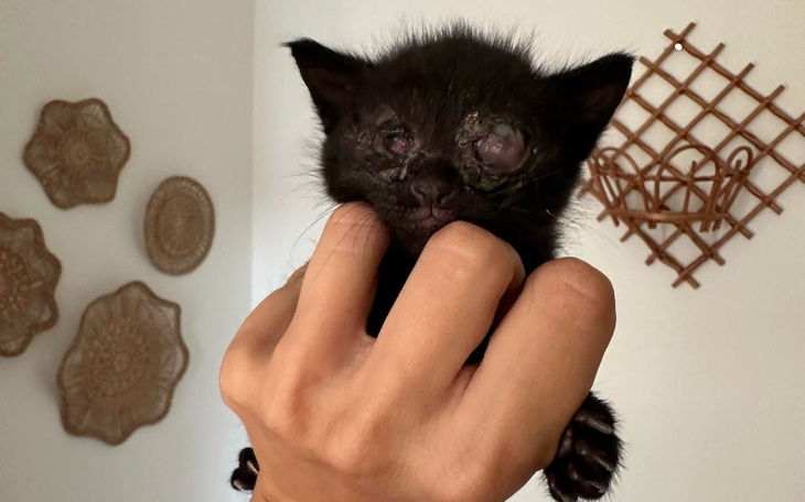 Mały czarny kotek trzymany w ręku, z uszkodzonymi oczami.