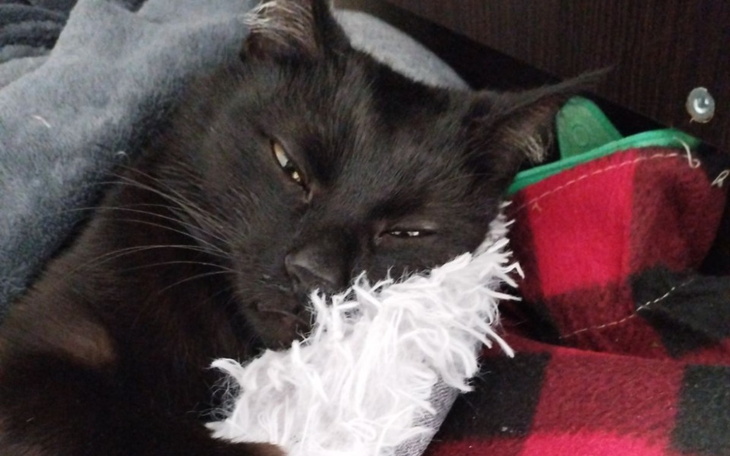 Zbiórka Ratowanie Carbonka - zdjęcie główne