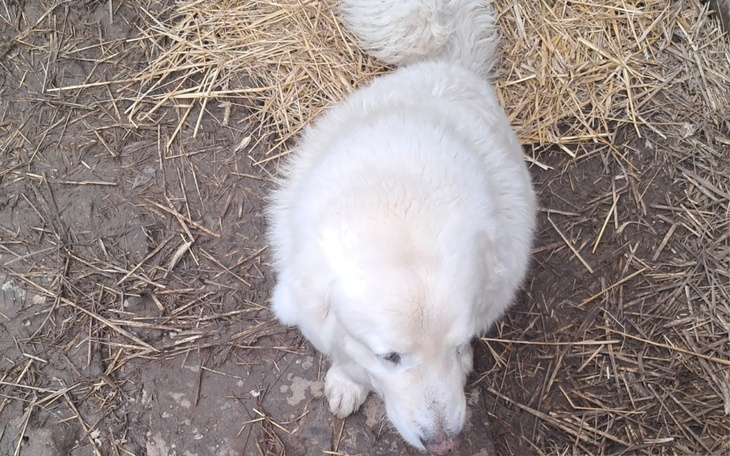 Zbiórka Owczarek w potrzebie. - zdjęcie główne