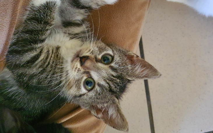 Zbiórka Drapaczki dla futrzastej paczki - zdjęcie główne