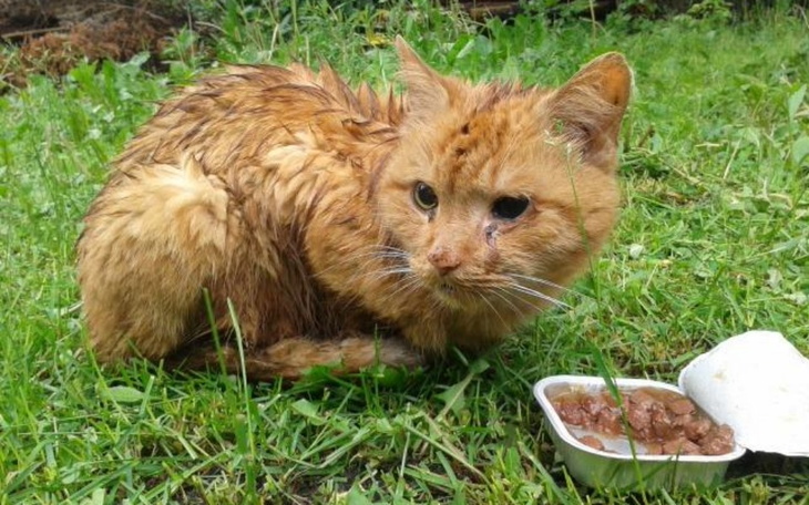 Zbiórka biedny kot - zdjęcie główne