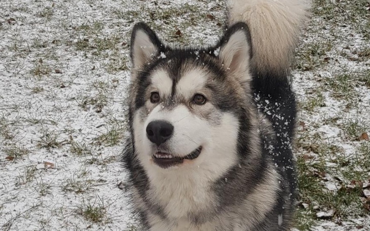 Husky w zimowym otoczeniu, uśmiechnięty i szczęśliwy.