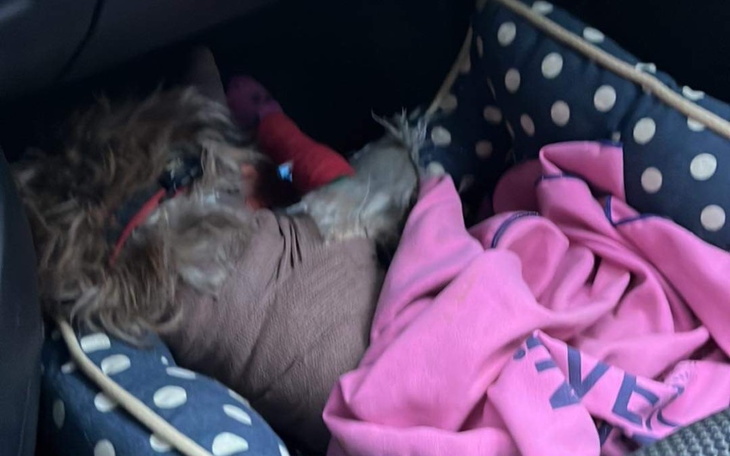 Zbiórka Złamana łapka. - zdjęcie główne