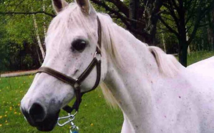 Zbiórka Zbieram na konia i utrzymanie go - zdjęcie główne