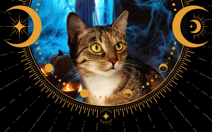 Zbiórka Kocie karty na Halloween - zdjęcie główne