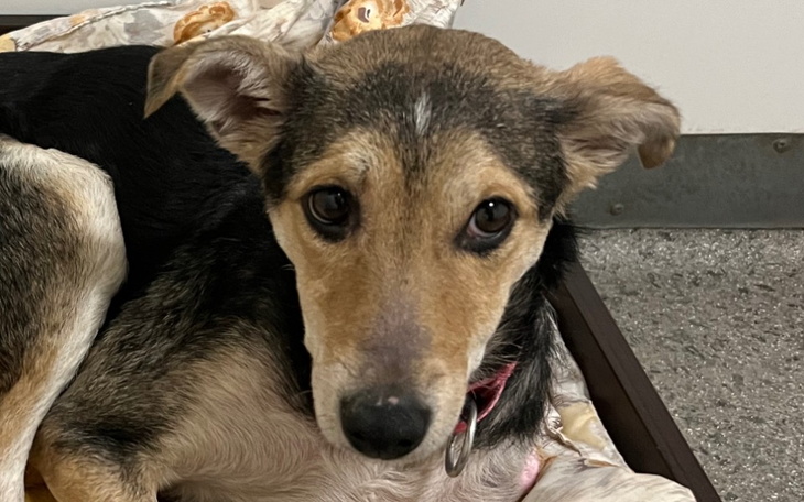 Zbiórka Na nowe życie dla Olinki - zdjęcie główne