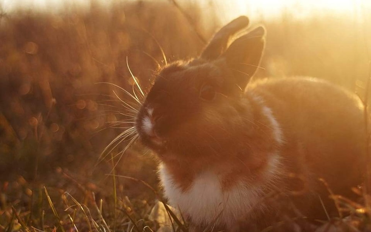 Zbiórka Na leczenie uszatego kumpla - zdjęcie główne