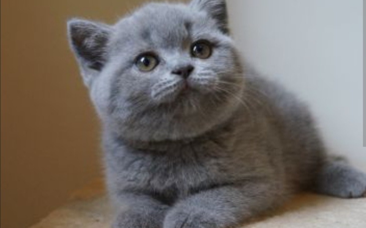 Szary kot leżący na kamieniu, z uroczym wyrazem twarzy.