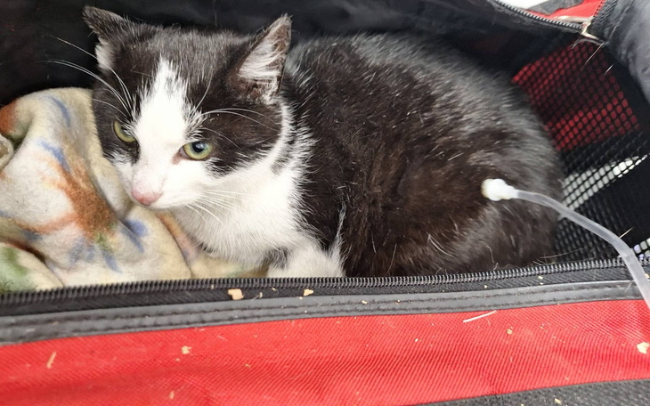 Kotek w transporterze, z zielonymi oczami, na kocyku.