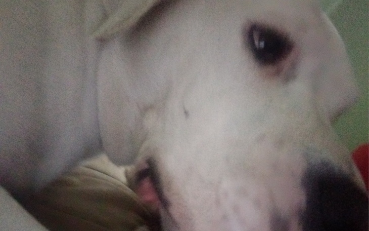 Zbiórka Dla Pancza - zdjęcie główne