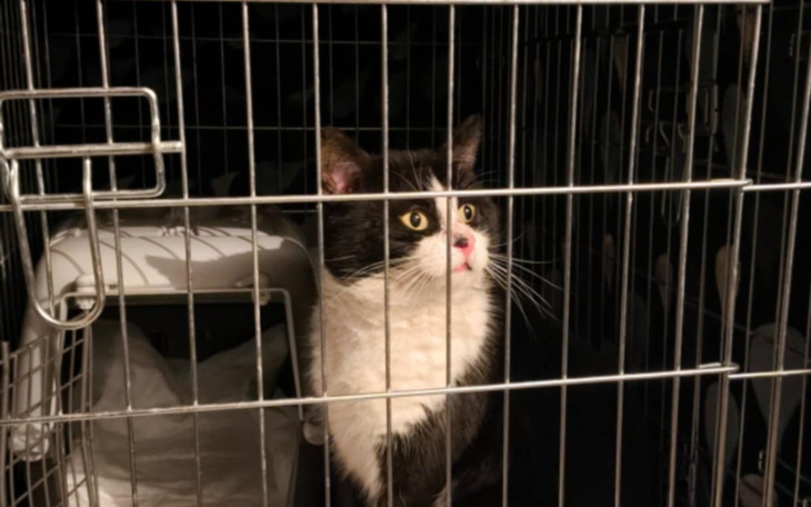 Kot w klatce, patrzący z ciekawością na zewnątrz.