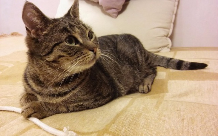 Kot leżący na kanapie, patrzący w bok.