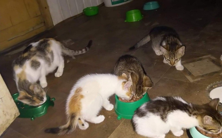 Zbiórka Na dożywianie 27 kotów - zdjęcie główne