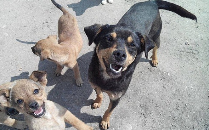 Zbiórka Psi bus - zdjęcie główne