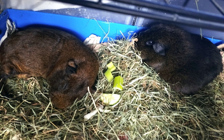 Zbiórka Leczenie Tomisia ,Nutelli - zdjęcie główne