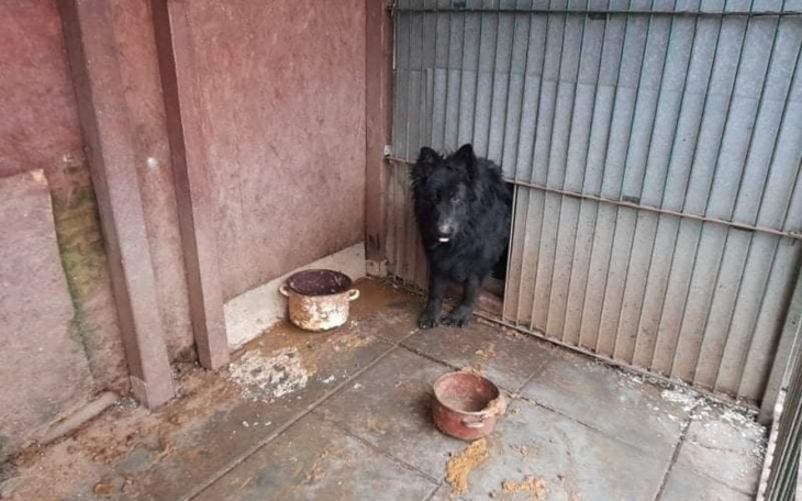 Zbiórka Na operacje owczarka - zdjęcie główne