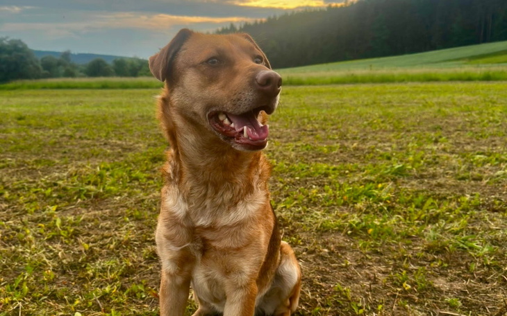 Pies na polu, w tle zieleń i otwarte niebo, relaks.