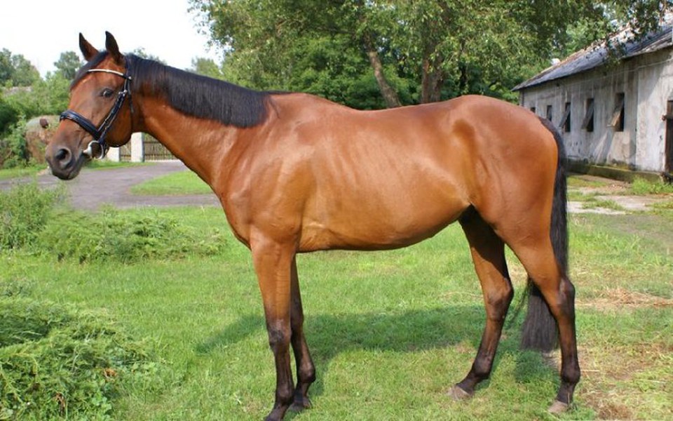 
        Zbiórka zbieram na konia do zimy - zdjęcie główne
    